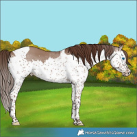 Horse Color:Liver Red Dun Splash Tobiano 