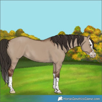 Horse Color:Liver Red Dun Splash 