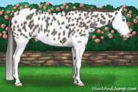 Horse Color:Grullo Splash Appaloosa 