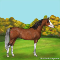 Horse Color:Buckskin Splash Rabicano 