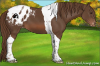 Horse Color:Liver Chestnut Tobiano Appaloosa 