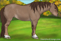 Horse Color:Liver Red Dun