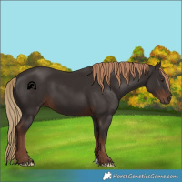 Horse Color:Liver Chestnut 