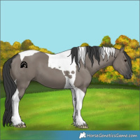 Horse Color:Grullo Tobiano