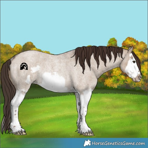Horse Color:Liver Red Dun Roan Splash Frame Rabicano