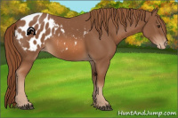 Horse Color:Chestnut Appaloosa 