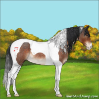 Horse Color:Brown Roan Tobiano 