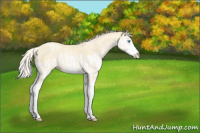 Horse Color:Cremello Splash  and Palomino Pearl Splash 