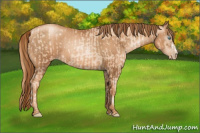Horse Color:Gold Champagne Pearl Rabicano  and Gray Gold Champagne Pearl Rabicano 