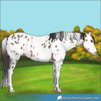 Horse Color:White Spotted Brown Sabino Splash Appaloosa 