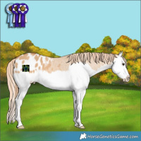 Horse Color:Red Dun Splash Appaloosa 