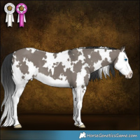 Horse Color:White Spotted Grullo Splash 