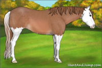 Horse Color:Chestnut Splash 