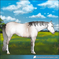 Horse Color:Gray Amber Champagne Sabino