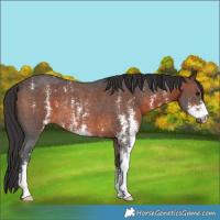 Horse Color:Brown Sabino Rabicano 