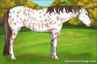 Horse Color:Sable Champagne Sabino Appaloosa Rabicano 