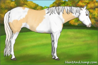 Horse Color:Buckskin Dun Splash Rabicano  and Perlino Sabino Splash Rabicano 