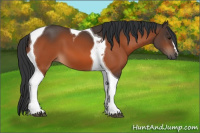 Horse Color:Bay Tobiano 