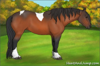 Horse Color:Bay Tobiano 