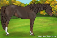 Horse Color:Liver Chestnut and Liver Chestnut