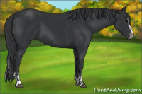 Horse Color:Black Splash Frame and Black Splash Frame