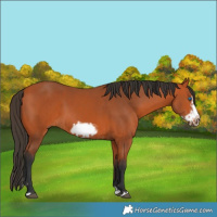 Horse Color:Bay Splash Frame and Bay Splash Frame