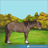 Horse Color:Liver Red Dun Rabicano 