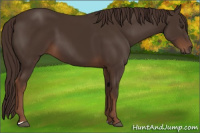 Horse Color:Liver Chestnut 