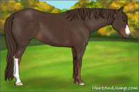 Horse Color:Liver Chestnut 