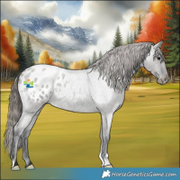 Horse Color:Grullo Roan Appaloosa