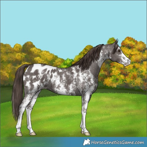 Horse Color:Liver Chestnut Sabino Appaloosa