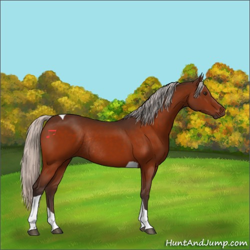 Horse Color:Silver Brown Tobiano Rabicano 
