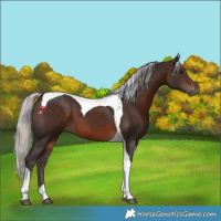 Horse Color:Silver Brown Tobiano 