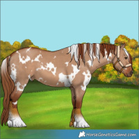 Horse Color:White Spotted Red Dun 
