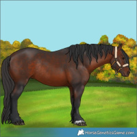 Horse Color:Bay Rabicano 