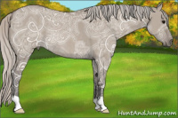Horse Color:Silver Grullo Ice Rabicano 