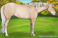 Horse Color:Silver Buckskin Pearl Rabicano 
