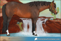 Horse Color:Brown Sabino 