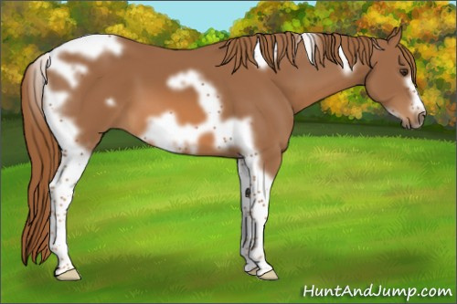 Horse Color:Chestnut Tobiano Frame 