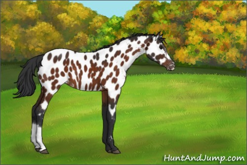 Horse Color:Brown Appaloosa 