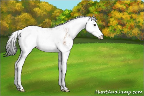 Horse Color:Bay Dun Sabino 