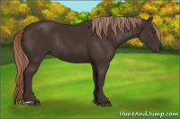 Horse Color:Liver Chestnut Rabicano