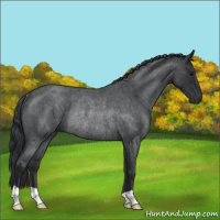 Horse Color:Blue Roan Rabicano