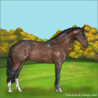 Horse Color:Brown 