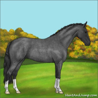 Horse Color:Blue Roan 