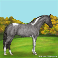 Horse Color:Smoky Blue Roan Tobiano Rabicano