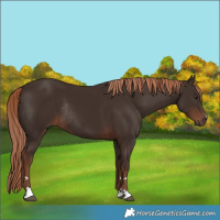 Horse Color:Liver Chestnut Rabicano 