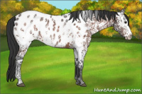 Horse Color:White Spotted Brown Ice Appaloosa 