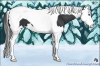 Horse Color:Black Splash Tobiano 