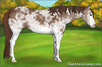 Horse Color:White Spotted Liver Chestnut Ice 